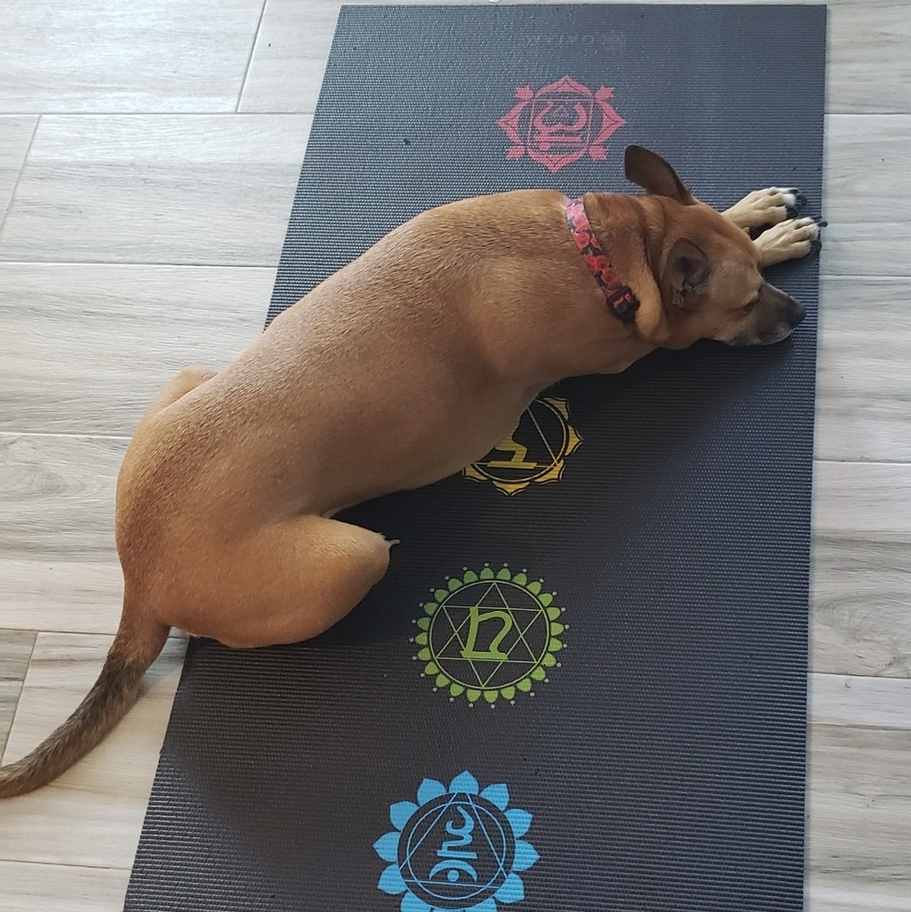 Meet your Posher, Callie